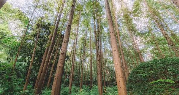 天然木皮樹(shù)木的組成 天然木皮樹(shù)木的組成