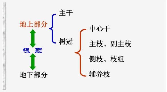 樹(shù)木的組成示意圖 樹(shù)木的組成示意圖